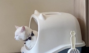 Cat Startled By It's Own Smell