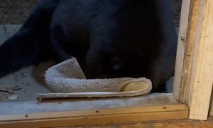 Black Bear Relaxes in Doorway