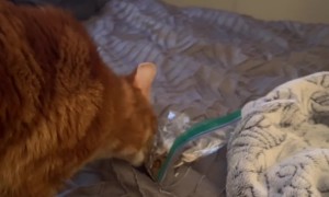 Cat Completes Almost Perfect Heist