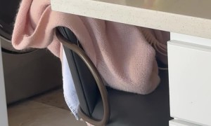 Parrot Pushes Water Cup Off Kitchen Counter