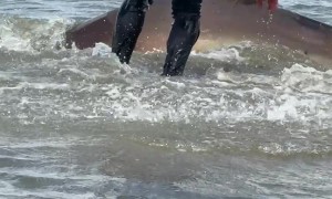 Fisher Releases Hooked Shark