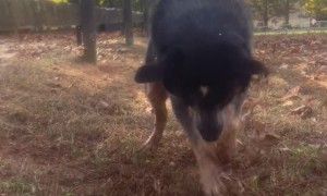 Water-Loving Dog Digs Trench