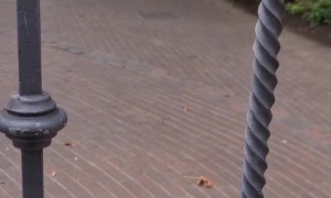 Dog Behind Gate Plays Fetch With a Rock