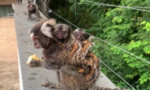Marmoset Monkey Carries Babies on Back