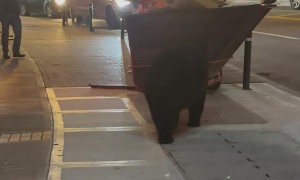 Black Bear Raids Dumpster in Downtown Gatlinburg