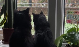Void Cats' First Snow Fall