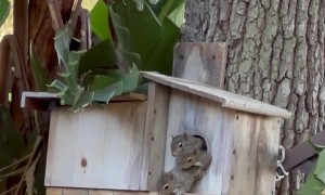 Adorable Baby Squirrels Peek Out of Their House
