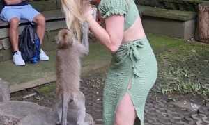 Macaque Swings From Woman's Hair