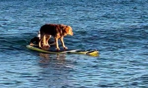 Golden Retriever Surfs Jersey Shore