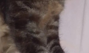 Belly Rubs Make Cat Like Air