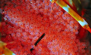 Peacock Mantis Shrimp Holds Eggs