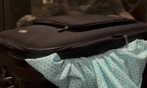 When Your Puppies Want to Go on Vacation Too