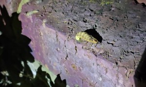 Man Finds a Glow-Worm in His Backyard