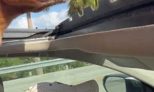 Adventure Dog Eats Wind In Forty-Fifth State