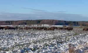 Herd of European Bison Crossing the Street