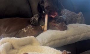 Diva Doggo Uses Patient Pup's Head as a Plate