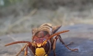 Hornet Wards Off Ants