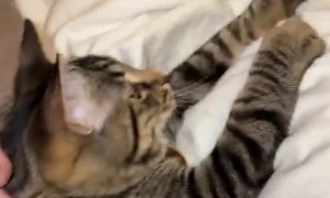 Cool Cat Strikes a Pose