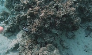 Octopus Camouflage On Coral