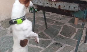 Jack Russell Terrier "Supervises" the Barbecue