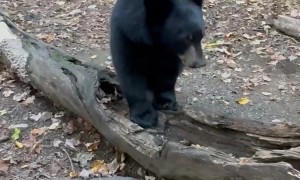 Black Bear Cub Afraid Of Bubbles