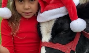 Girl And Calf Are On The Nice List