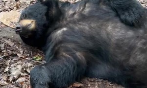 Sleepy Bear Tempts Belly Rubs