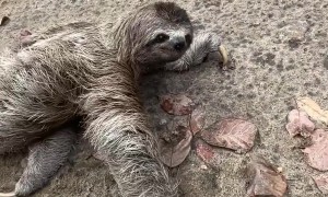 We Found a Sloth That Fell From a Tree