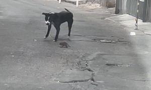 Feisty Rat Scares Off Dog