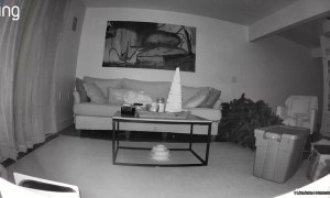 Cat Will Not Let Christmas Tree Stand