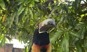 Collared Aracari Toucan Rams Window