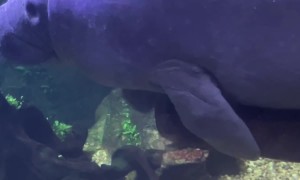 Manatee Has an Emotional Support Log
