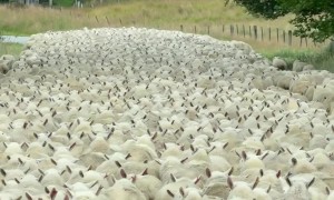 Rush Hour in New Zealand