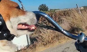 Jack Russell Terrier Enjoys a Motorcycle Ride