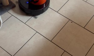 Orange Cat Rides Vacuum Bucket