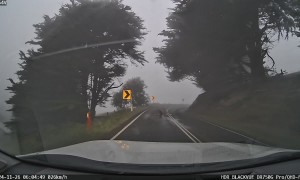Kangaroo Keeps Me Company on My Foggy Morning Commute