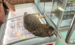 Serenading the Supermarket Cat