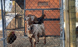 Chicken Sits On Goat Friend