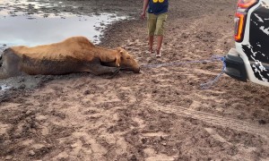 Good Samaritans Rescue Cow Trapped in Mud