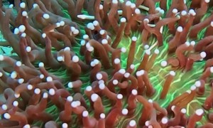 Mushroom Coral Pipefish