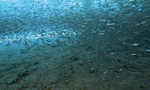 Needlefish Feed on School of Little Sardines