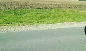 Wild Turkeys Not Happy on Thanksgiving