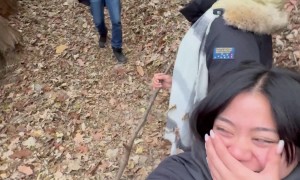 Tripped During Harmonized Howling