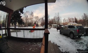 Moose Charges Loose Dogs