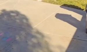 Garbage Truck Recycles The Whole Bin