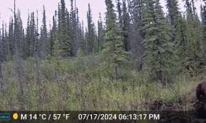 Bear Chases Moose Family Into Pond