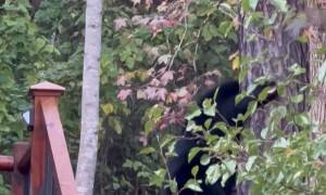 Black Bear Inspects Cabin Steps