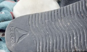 Dog Hides When Confronted With Chewed Slipper