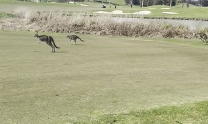 Golfers Wait For Kangaroo Traffic