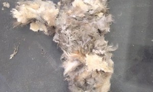 Enough Trimmed Hair For A Second Dog